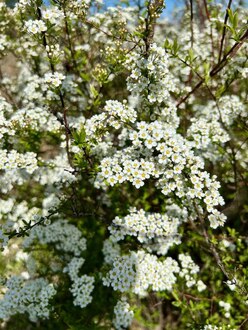 Спирея серая Грефшейм (Grefsheim)