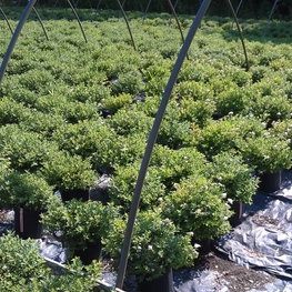 Спирея японская Литтл Принцесс (Little Princess)