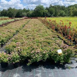 Спирея японская Литтл Принцесс (Little Princess)