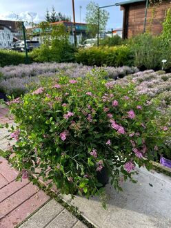 Спирея японская Литтл Принцесс (Little Princess)