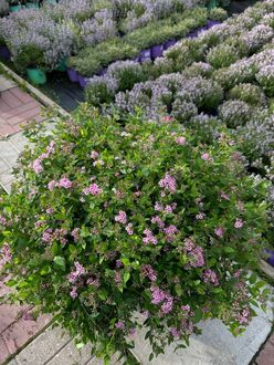 Спирея японская Литтл Принцесс (Little Princess)