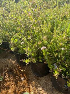 Спирея японская Литтл Принцесс (Little Princess)