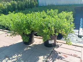 Спирея японская Литтл Принцесс (Little Princess)