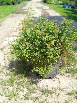 Спирея японская Литтл Принцесс (Little Princess)