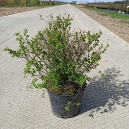 Спирея японская Литтл Принцесс (Little Princess)