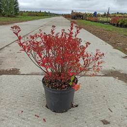 Спирея японская Литтл Принцесс (Little Princess)