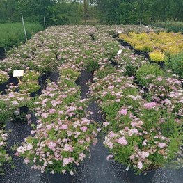 Спирея японская Литтл Принцесс (Little Princess)