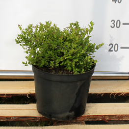 Спирея японская Литтл Принцесс (Little Princess)