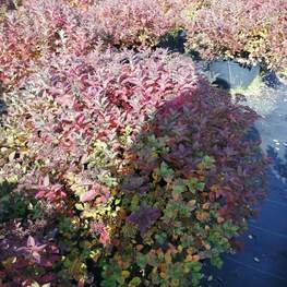 Спирея японская Литтл Принцесс (Little Princess)