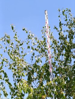 Береза повислая Лациниата (Laciniata)