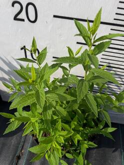 Спирея японская Альбифлора (Albiflora)