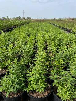 Спирея японская Альбифлора (Albiflora)