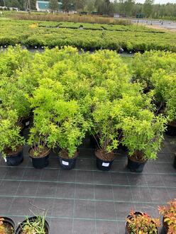 Спирея японская Альбифлора (Albiflora)