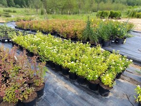 Спирея японская Альбифлора (Albiflora)