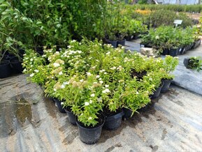 Спирея японская Альбифлора (Albiflora)