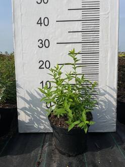 Спирея японская Альбифлора (Albiflora)