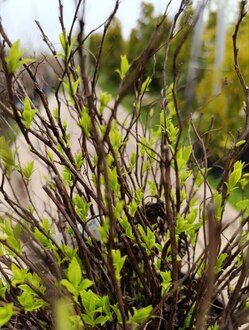 Спирея японская Альбифлора (Albiflora)