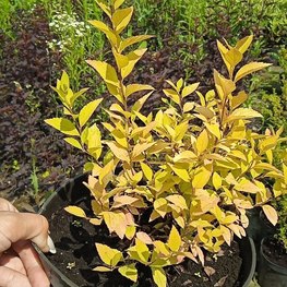 Спирея японская Голдмоунд (Goldmound)