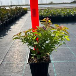 Спирея японская Голдфлейм (Goldflame)