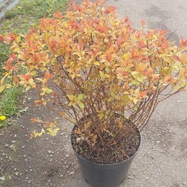 Спирея японская Голдфлейм (Goldflame)