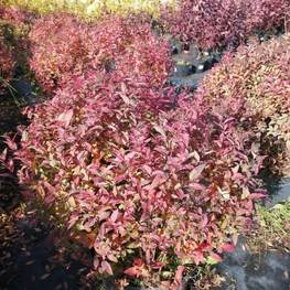 Спирея японская Голдфлейм (Goldflame)