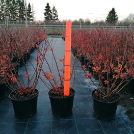 Спирея японская Голдфлейм (Goldflame)