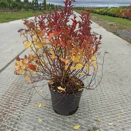 Спирея японская Голдфлейм (Goldflame)