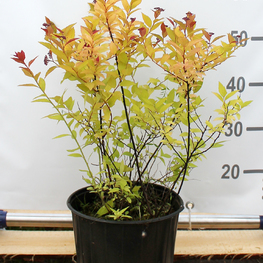 Спирея японская Голдфлейм (Goldflame)