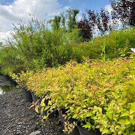 Спирея японская Голдфлейм (Goldflame)