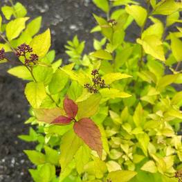 Спирея японская Голдфлейм (Goldflame)