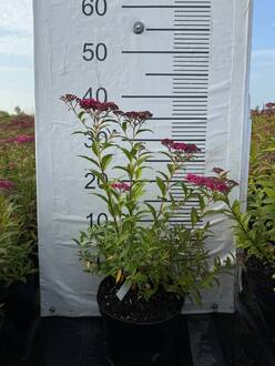 Спирея японская Энтони Ватерер (Anthony Waterer)