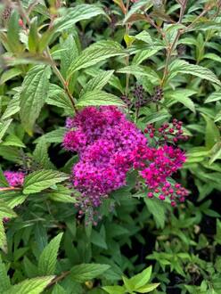 Спирея японская Энтони Ватерер (Anthony Waterer)