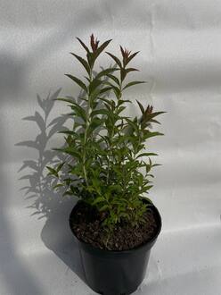 Спирея японская Энтони Ватерер (Anthony Waterer)