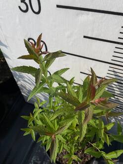 Спирея японская Энтони Ватерер (Anthony Waterer)