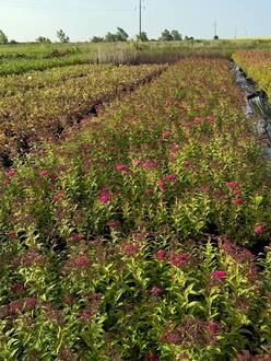 Спирея японская Энтони Ватерер (Anthony Waterer)