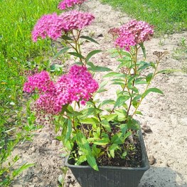 Спирея японская Энтони Ватерер (Anthony Waterer)