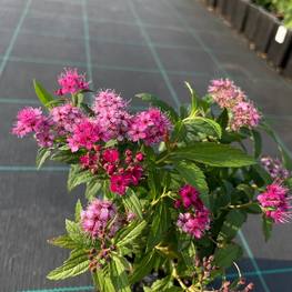 Спирея японская Энтони Ватерер (Anthony Waterer)