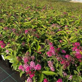 Спирея японская Энтони Ватерер (Anthony Waterer)