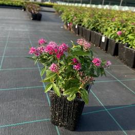 Спирея японская Энтони Ватерер (Anthony Waterer)