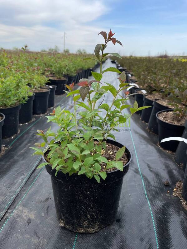 Спирея японская Фробели (Froebelii)