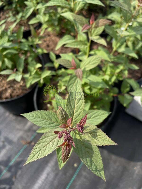 Спирея японская Фробели (Froebelii)