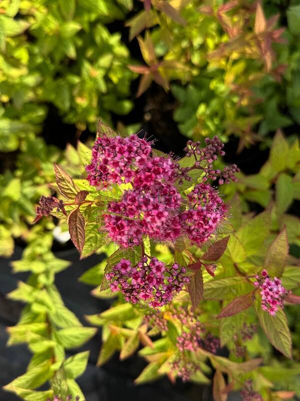 Спирея японская Фробели (Froebelii)