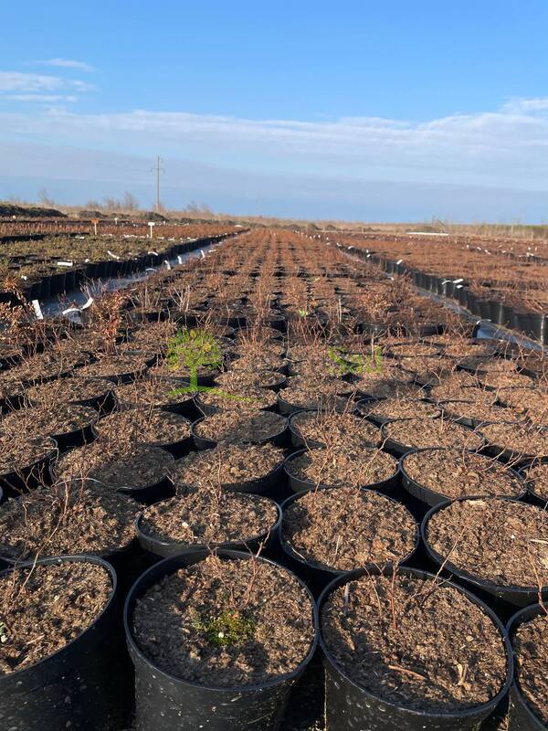 Спирея японская Фробели (Froebelii)