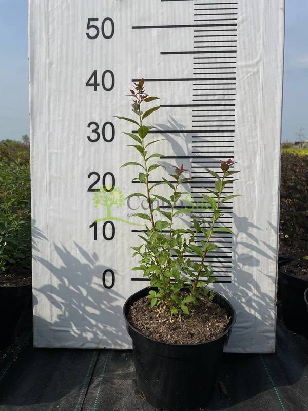 Спирея японская Фробели (Froebelii)