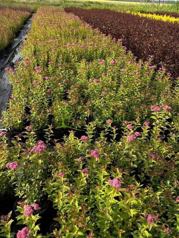 Спирея японская Фробели (Froebelii)