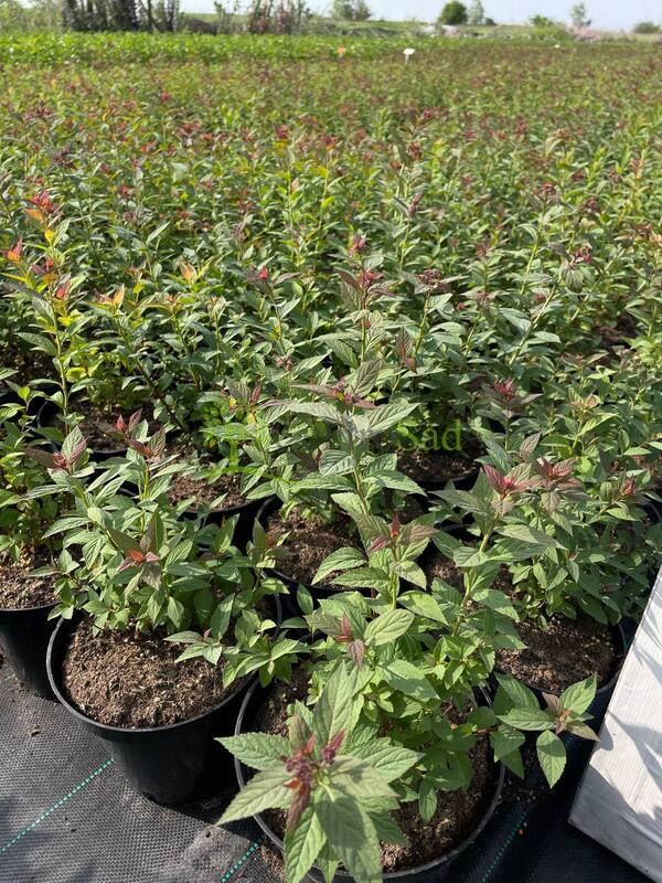 Спирея японская Фробели (Froebelii)