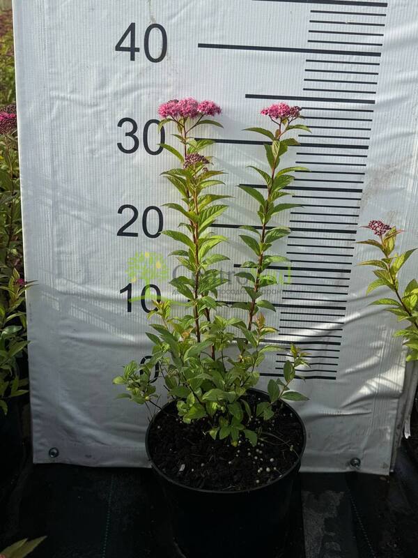 Спирея японская Фробели (Froebelii)