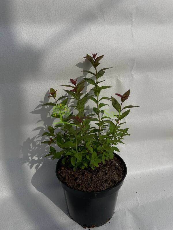 Спирея японская Фробели (Froebelii)