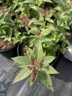 Спирея японская Фробели (Froebelii)