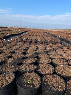 Спирея японская Фробели (Froebelii)